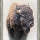 Bison