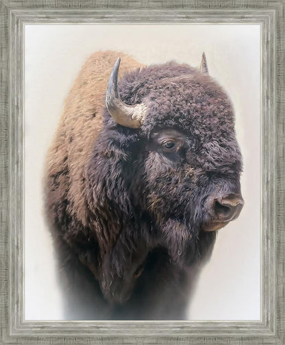 Bison