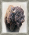 Bison