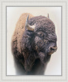 Bison