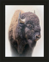 Bison