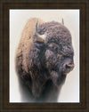 Bison