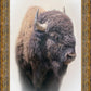 Bison