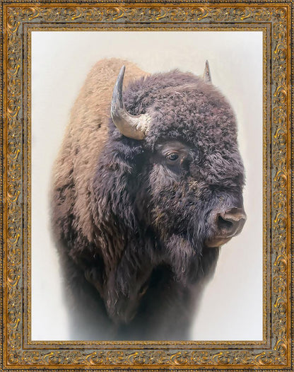 Bison