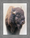 Bison