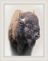 Bison