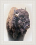 Bison