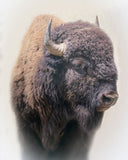 Bison