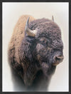 Bison Large Wall Art