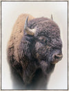 Bison Large Wall Art