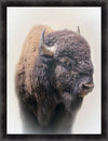 Bison Large Wall Art