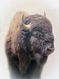 Bison Large Wall Art