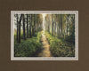 Enjoy The Beauty On Your Broken Path, Forest Walkway