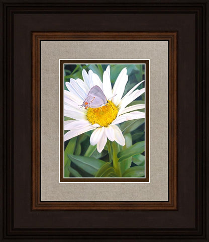 The Daisy and The Butterfly