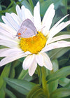 The Daisy and The Butterfly