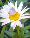 The Daisy and The Butterfly