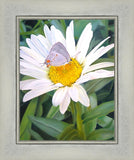 The Daisy and The Butterfly