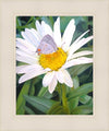 The Daisy and The Butterfly