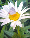 The Daisy and The Butterfly