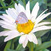 The Daisy and The Butterfly