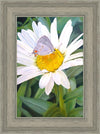 The Daisy and The Butterfly