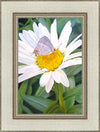 The Daisy and The Butterfly