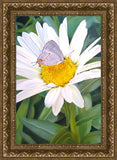 The Daisy and The Butterfly