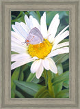 The Daisy and The Butterfly