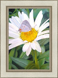 The Daisy and The Butterfly