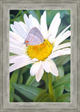 The Daisy and The Butterfly