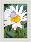 The Daisy and The Butterfly