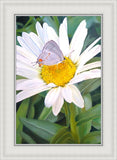 The Daisy and The Butterfly