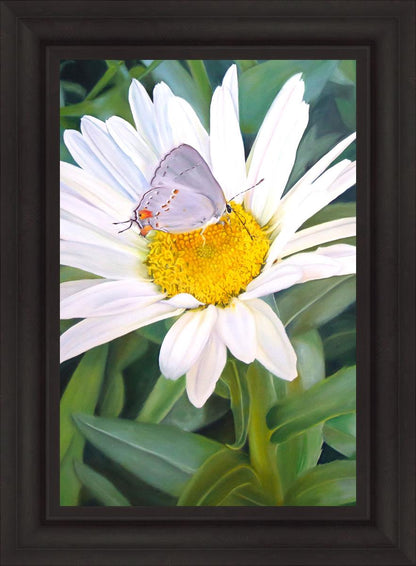 The Daisy and The Butterfly