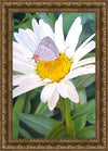 The Daisy and The Butterfly