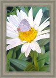 The Daisy and The Butterfly