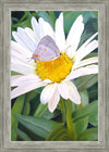 The Daisy and The Butterfly