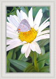 The Daisy and The Butterfly