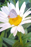 The Daisy and The Butterfly