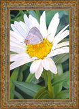 The Daisy and The Butterfly