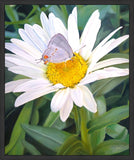 The Daisy and The Butterfly Large Wall Art