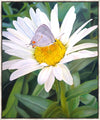 The Daisy and The Butterfly Large Wall Art