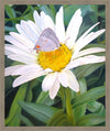 The Daisy and The Butterfly Large Wall Art