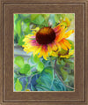 Indian Blanket Flower