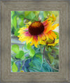 Indian Blanket Flower