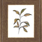 Seedling