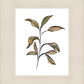 Seedling