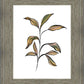 Seedling