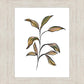 Seedling