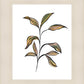 Seedling