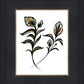 Flora